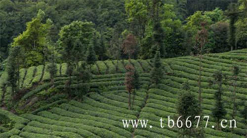 福建茶业有限公司排名