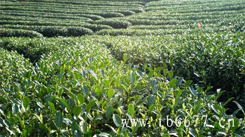 春茶季茶圈不平安