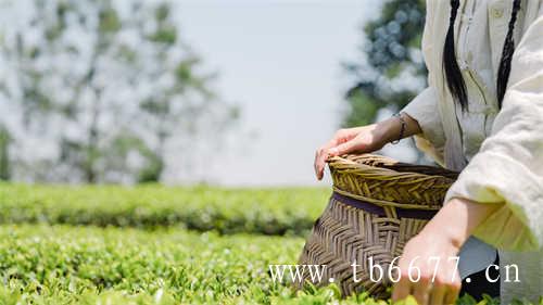 什么茶是中国乌龙茶的代名词
