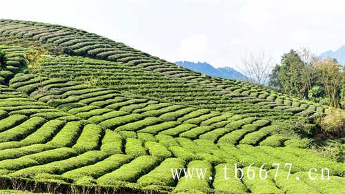 福建福鼎白茶原料来自太姥山脉