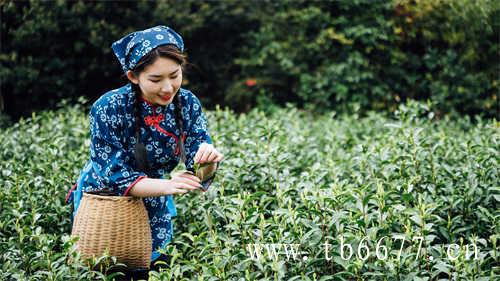 福建三大工夫红茶之一的白琳工夫