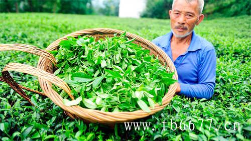 武夷岩茶信阳毛尖蒙顶茶